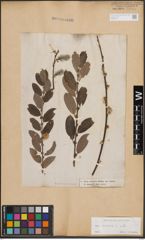 Foto von Salix cinerea L.
